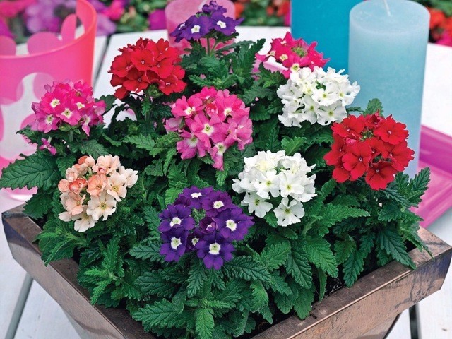 5 loại hoa nên trồng vào mùa hè vừa dễ chăm sóc lại nở đẹp rực rỡ - Ảnh 5 5 loại hoa nên trồng vào mùa hè vừa dễ chăm sóc lại nở đẹp rực rỡ - Ảnh 5