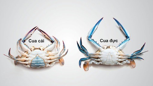 Nắm vững 3 cách chọn cua đồng ngon, đảm bảo mang đến bữa ăn giải nhiệt mùa hè chất lượng - Ảnh 1 Nắm vững 3 cách chọn cua đồng ngon, đảm bảo mang đến bữa ăn giải nhiệt mùa hè chất lượng - Ảnh 1
