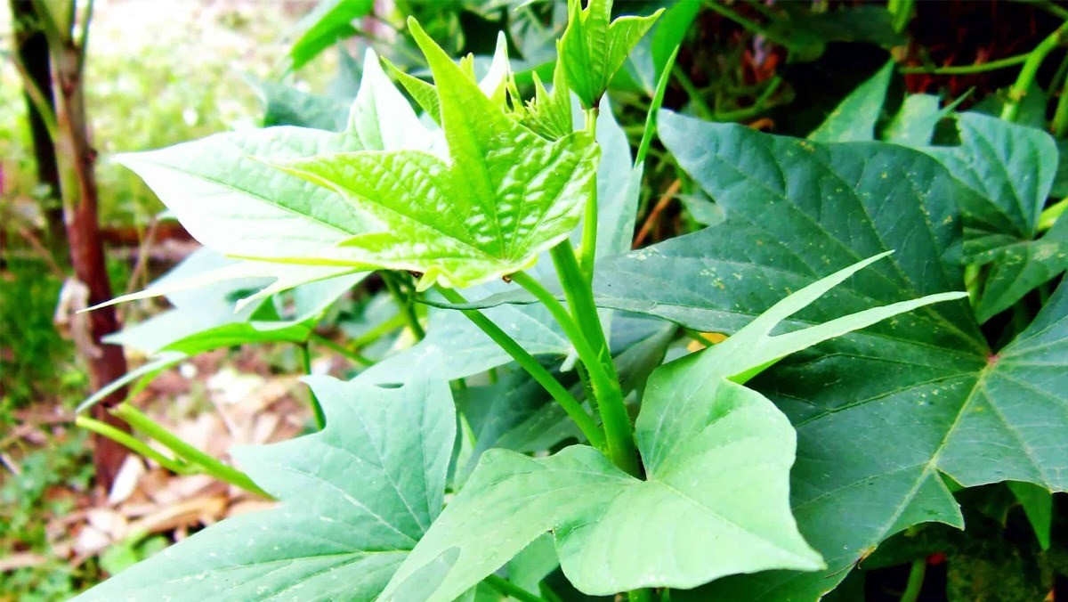 Các nghiên cứu đã chỉ ra rằng, lá khoai lang chứa nhiều vitamin, khoáng chất và các chất dinh dưỡng chẳng kém rau bina (rau chân vịt) - loại rau được coi Các nghiên cứu đã chỉ ra rằng, lá khoai lang chứa nhiều vitamin, khoáng chất và các chất dinh dưỡng chẳng kém rau bina (rau chân vịt) - loại rau được coi 