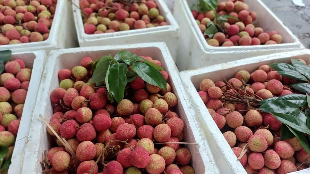 Để tránh bị nóng, trước khi ăn vải có thể uống chút nước muối hoặc trà thảo mộc lạnh, hoặc canh bí đao, chè đậu xanh…. hoặc cũng có thể ăn 20-30g thịt nạc hoặc uống nước canh xương…. Để tránh bị nóng, trước khi ăn vải có thể uống chút nước muối hoặc trà thảo mộc lạnh, hoặc canh bí đao, chè đậu xanh…. hoặc cũng có thể ăn 20-30g thịt nạc hoặc uống nước canh xương….
