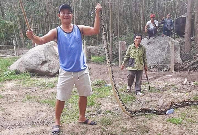 Quảng Nam: Người dân bắt được trăn dài 5 m nuốt chửng con dê 10 kg 1