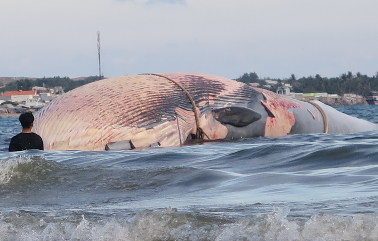 Phát hiện xác cá Ông nặng 15 tấn trôi dạt trên biển Bình Thuận 1
