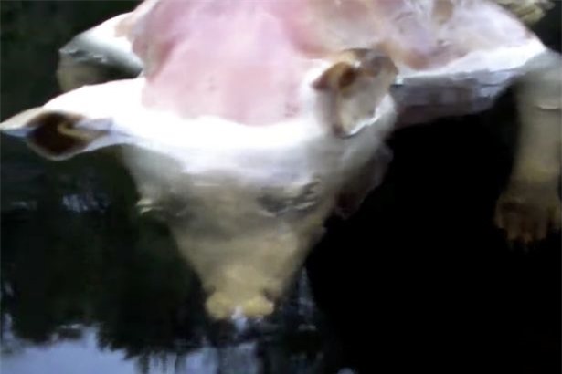 Phát hiện xác sinh vật 'đầu lợn tay người' dưới hồ ở Mỹ 1
