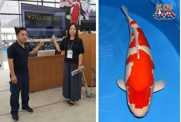 'Nàng cá Koi' chỉ hơn 1m đã làm hàng chục căn chung cư 'bay màu' ở Nhật khiến dân tình trầm trồ 1