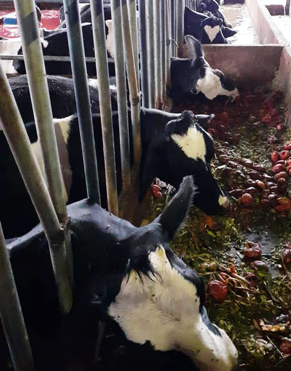 10 con bò sữa bị sét đánh chết ngay tại máng ăn, thiệt hại gần 1 tỷ 2