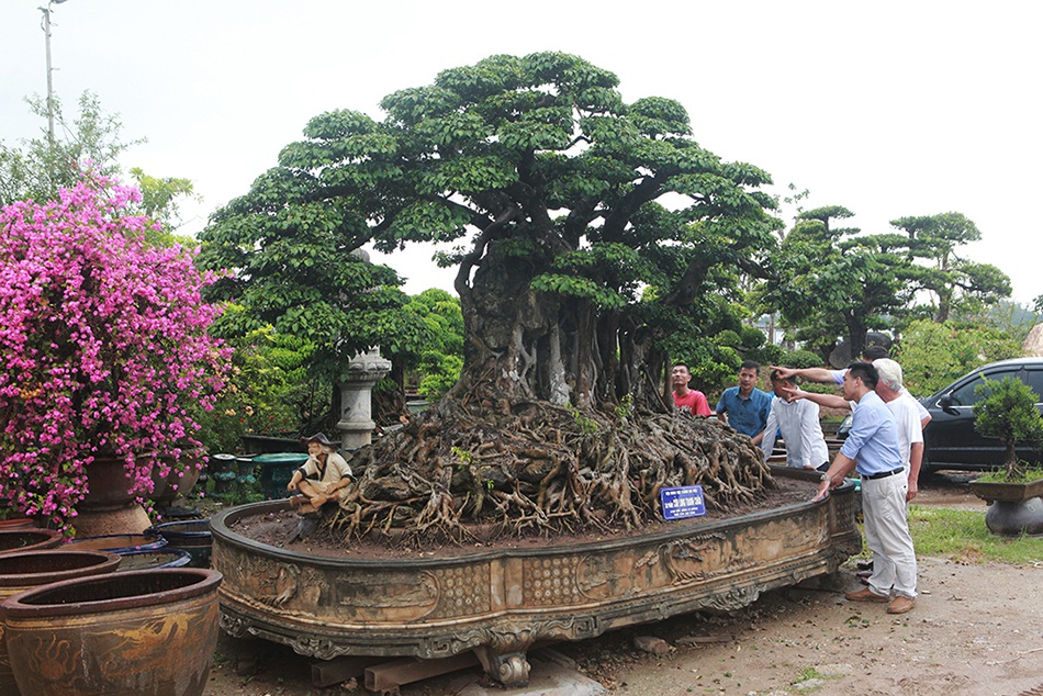 Chiêm ngưỡng siêu cây 'Cửu long tranh châu' được xem như bảo vật quốc gia 1