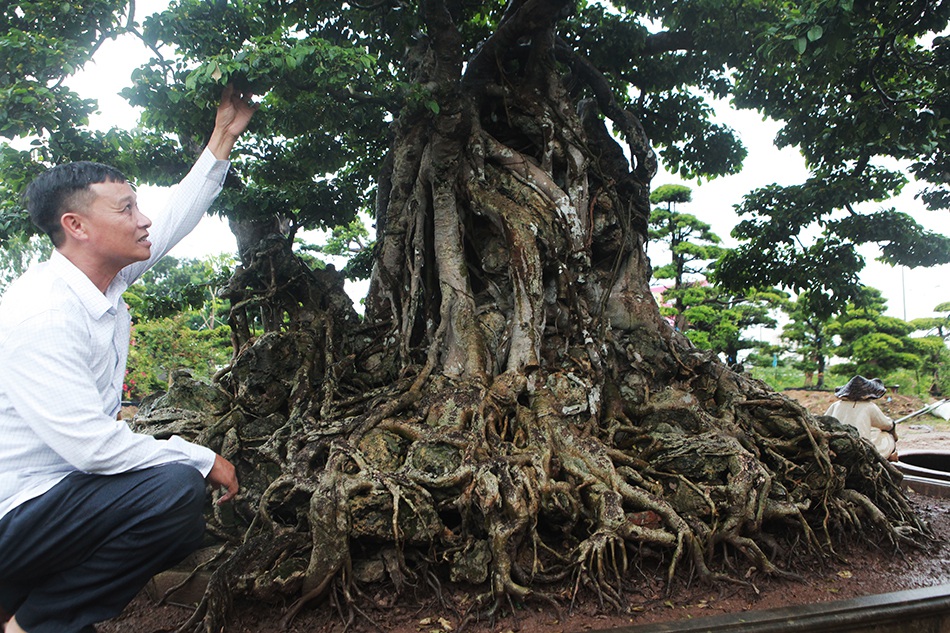 Chiêm ngưỡng siêu cây 'Cửu long tranh châu' được xem như bảo vật quốc gia 2