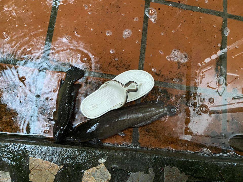 Sau trận mưa lớn, người dân ở Hải Phòng mỏi tay đi nhặt 'lộc trời'  4