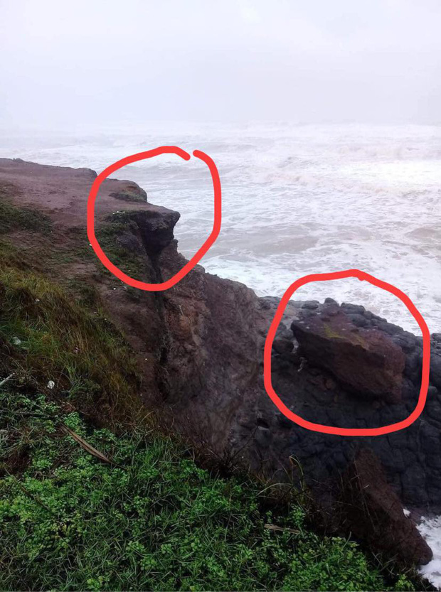 Biểu tượng của sức sống mãnh liệt trên đảo Lý Sơn bị bão số 9 quật gãy khiến dân mạng tiếc nuối 5