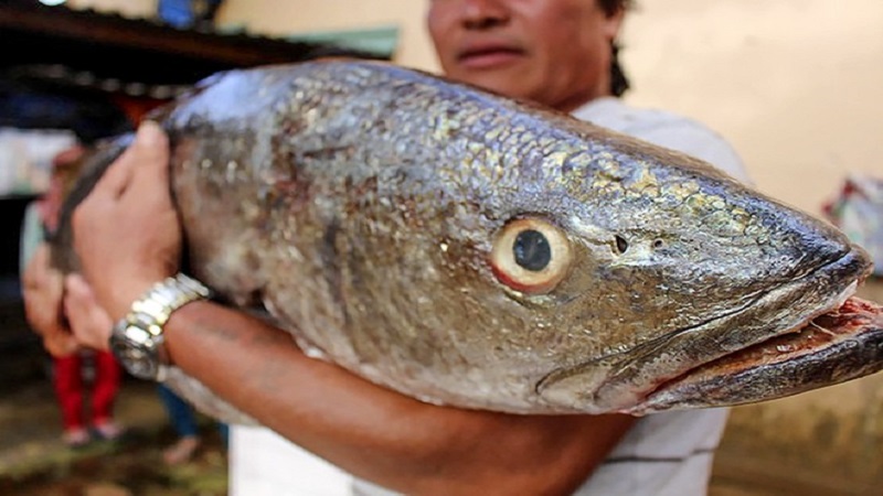 2 ngư dân Quảng Ngãi bắt được con cá nặng 18 kg nghi là cá sủ vàng quý hiếm 1