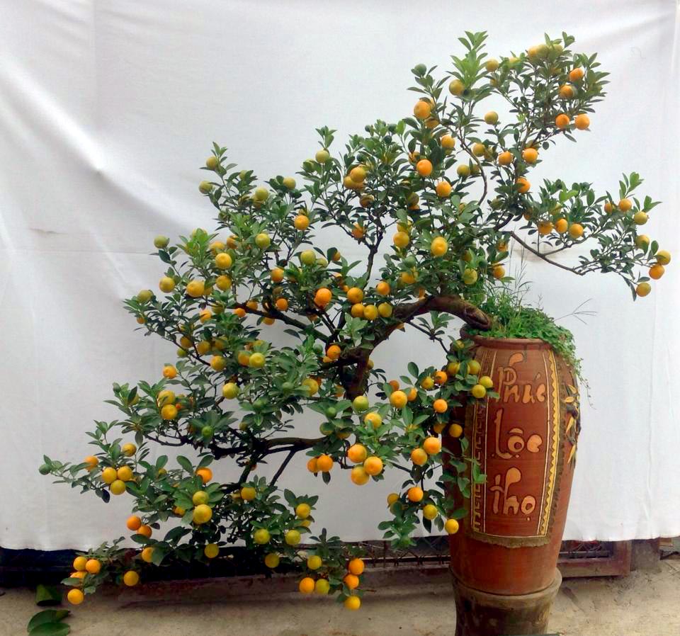 Chuyên gia chỉ cách chọn mua quất đẹp chơi Tết, đón nhiều tài lộc 4 Chuyên gia chỉ cách chọn mua quất đẹp chơi Tết, đón nhiều tài lộc 4