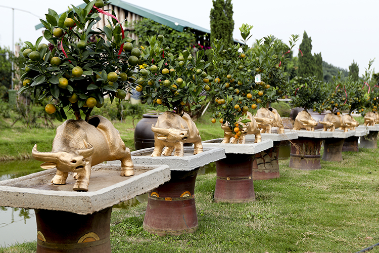 Chuyên gia chỉ cách chọn mua quất đẹp chơi Tết, đón nhiều tài lộc 1 Chuyên gia chỉ cách chọn mua quất đẹp chơi Tết, đón nhiều tài lộc 1