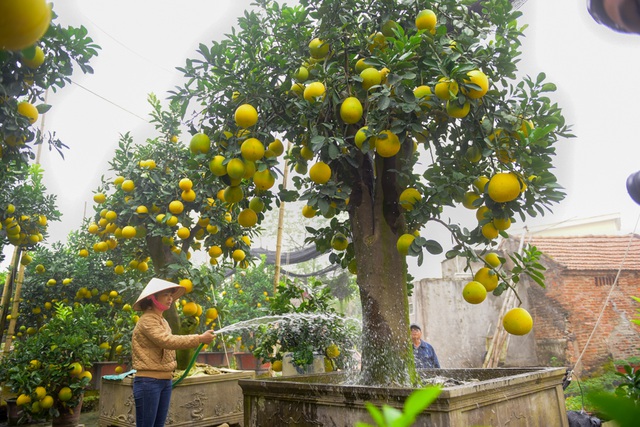Kinh nghiệm chọn cây bưởi chơi Tết để đón tài lộc, rinh phú quý 4 Kinh nghiệm chọn cây bưởi chơi Tết để đón tài lộc, rinh phú quý 4