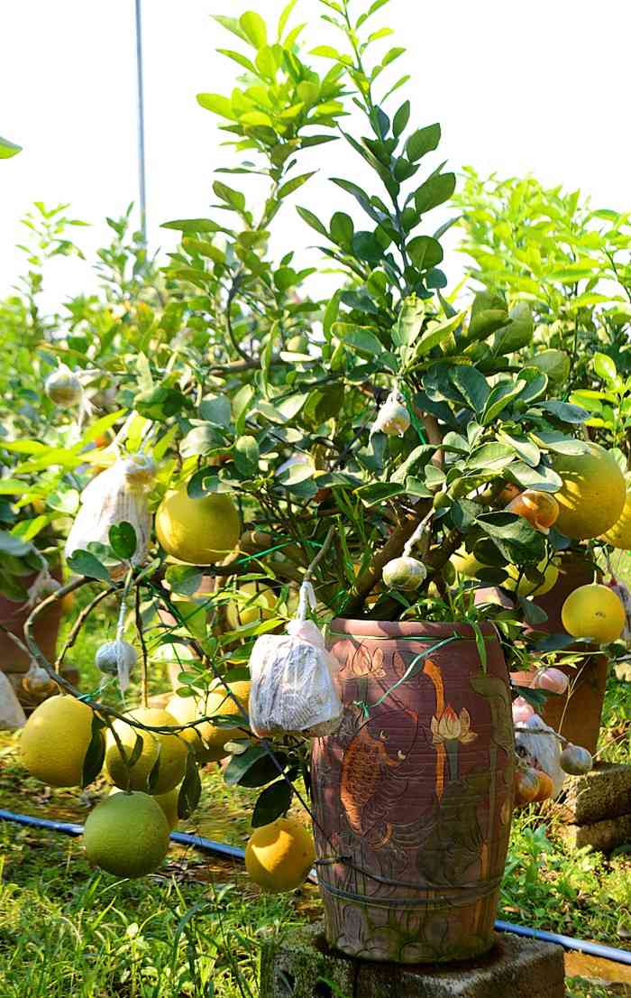Kinh nghiệm chọn cây bưởi chơi Tết để đón tài lộc, rinh phú quý 2 Kinh nghiệm chọn cây bưởi chơi Tết để đón tài lộc, rinh phú quý 2