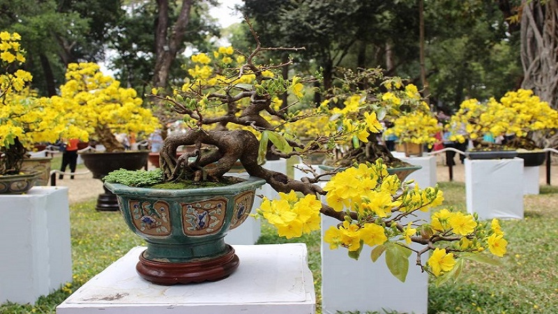 Kinh nghiệm chọn mai vàng chơi Tết để đón tài lộc cả năm 4 Kinh nghiệm chọn mai vàng chơi Tết để đón tài lộc cả năm 4