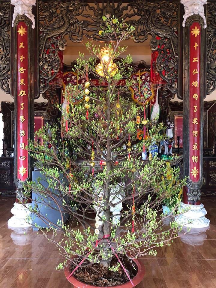 Kinh nghiệm chọn mai vàng chơi Tết để đón tài lộc cả năm 1 Kinh nghiệm chọn mai vàng chơi Tết để đón tài lộc cả năm 1