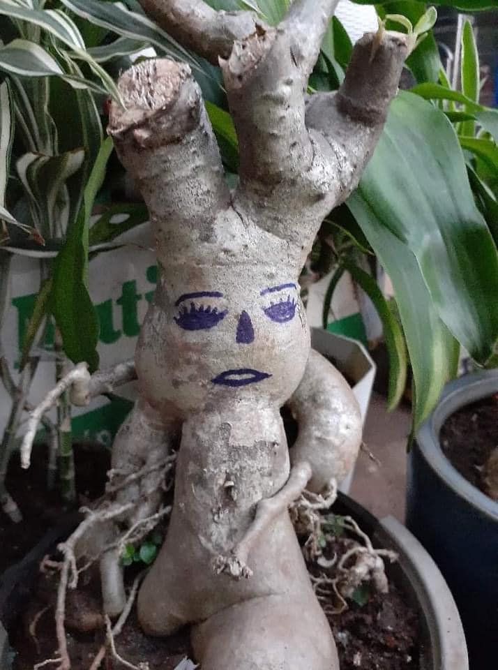Loạt cây cảnh được 'thổi làn gió mới' để đón Tết Nguyên đán khiến dân mạng cười đau ruột 4 Loạt cây cảnh được 'thổi làn gió mới' để đón Tết Nguyên đán khiến dân mạng cười đau ruột 4