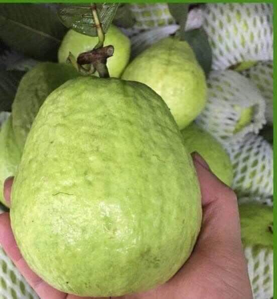 Những thực phẩm giúp giải rượu, bia giúp các 'thần cồn' đón Tết khoẻ re 3 Những thực phẩm giúp giải rượu, bia giúp các 'thần cồn' đón Tết khoẻ re 3