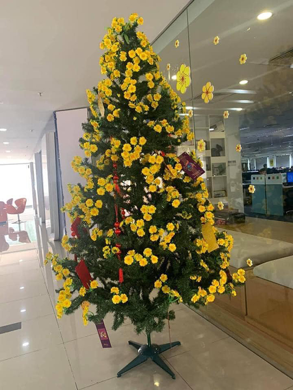 Cây 'mai Noel' đón Tết trong thời buổi kinh tế khó khăn khiến nhân viên thi nhau check-in 1 Cây 'mai Noel' đón Tết trong thời buổi kinh tế khó khăn khiến nhân viên thi nhau check-in 1