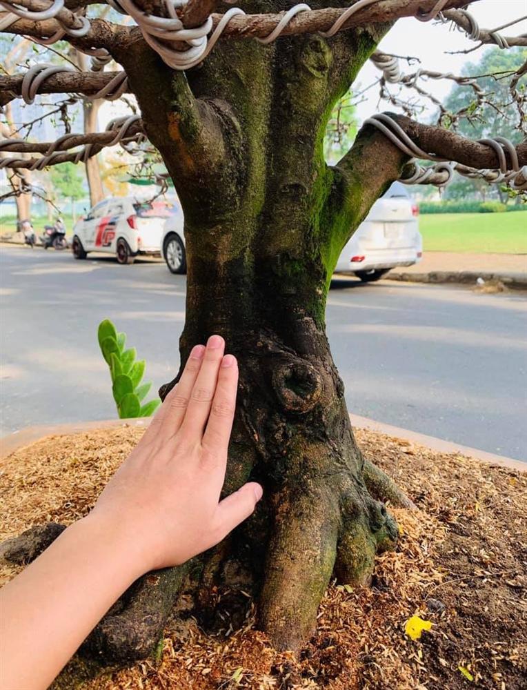 Cựu thành viên Mây Trắng 'giận tím người' khi bị trộm cuỗm mất cây mai gần 100 triệu sát ngày Tết 4 Cựu thành viên Mây Trắng 'giận tím người' khi bị trộm cuỗm mất cây mai gần 100 triệu sát ngày Tết 4