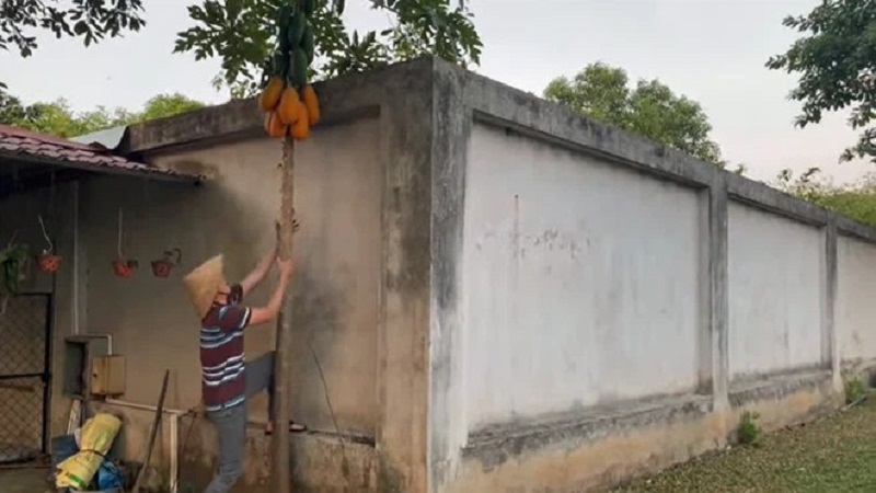 Hoài Linh đội nón lá hái khổ qua, đu đủ trong nhà thờ Tổ để mong 'hết khổ' 2 Hoài Linh đội nón lá hái khổ qua, đu đủ trong nhà thờ Tổ để mong 'hết khổ' 2