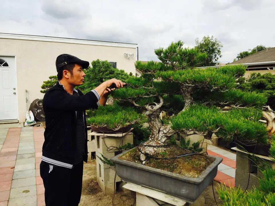 Bằng Kiều khoe thú chơi bonsai theo cách của Nhật khiến nhiều người trầm trồ 5 Bằng Kiều khoe thú chơi bonsai theo cách của Nhật khiến nhiều người trầm trồ 5