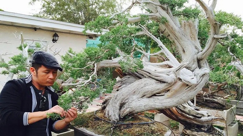Bằng Kiều khoe thú chơi bonsai theo cách của Nhật khiến nhiều người trầm trồ 1 Bằng Kiều khoe thú chơi bonsai theo cách của Nhật khiến nhiều người trầm trồ 1