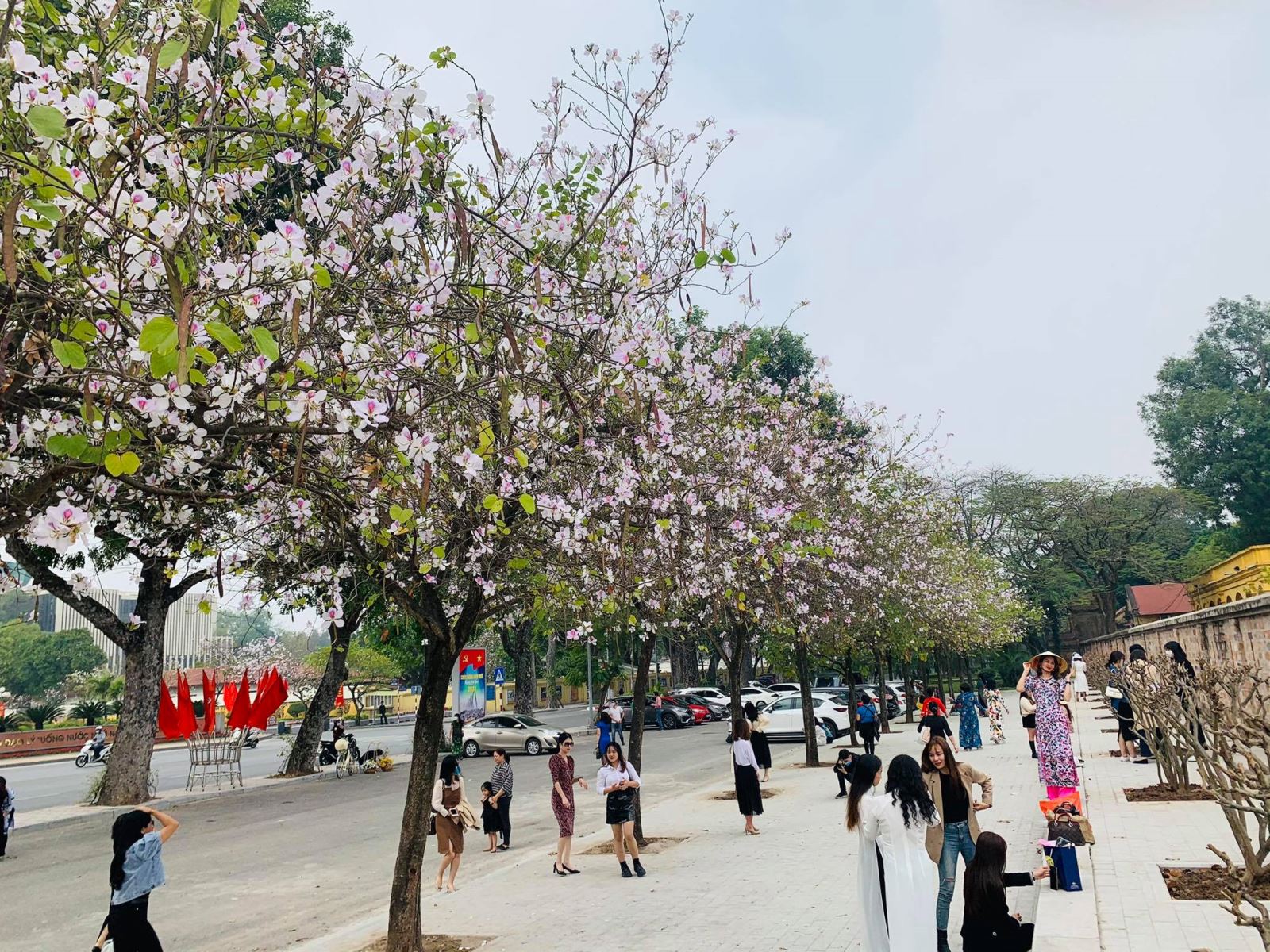 Không chỉ đẹp nao lòng, hoa ban đang bung nở ở Hà Nội còn là món ăn đặc sản gây thương nhớ 1 Không chỉ đẹp nao lòng, hoa ban đang bung nở ở Hà Nội còn là món ăn đặc sản gây thương nhớ 1