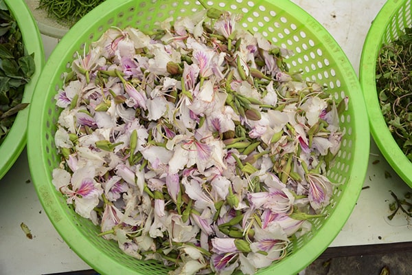 Không chỉ đẹp nao lòng, hoa ban đang bung nở ở Hà Nội còn là món ăn đặc sản gây thương nhớ 6 Không chỉ đẹp nao lòng, hoa ban đang bung nở ở Hà Nội còn là món ăn đặc sản gây thương nhớ 6