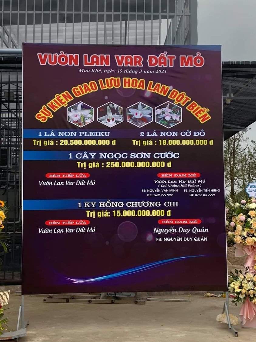 Màn giao dịch lan đột biến Ngọc Sơn Cước 250 tỷ gây chấn động ở Quảng Ninh: Công an vào cuộc 1