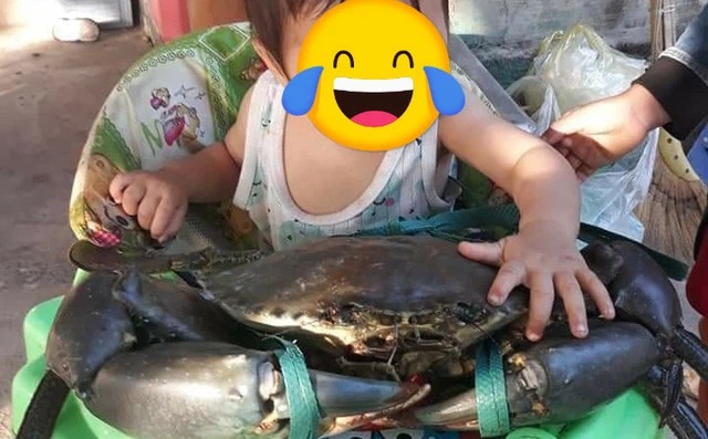 'Cụ' cua nặng 7kg, to hơn người đứa trẻ tập đi khiến dân tình xôn xao định giá 1 'Cụ' cua nặng 7kg, to hơn người đứa trẻ tập đi khiến dân tình xôn xao định giá 1