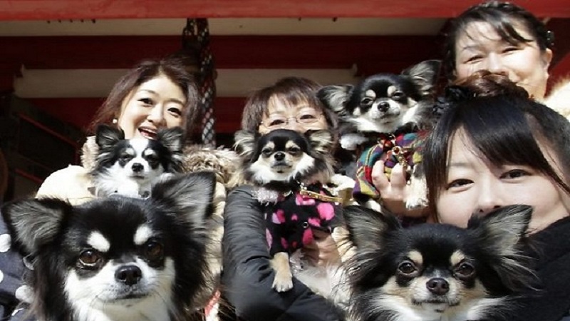 10 sự thật thú vị về đất nước Nhật Bản: Số lượng thú cưng thậm chí còn nhiều hơn số trẻ em - Ảnh 3