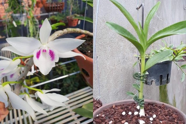 Thương vụ giao dịch lan đột biến Ngọc Sơn Cước 250 tỷ ở Quảng Ninh: Hợp đồng là có thật 4 Thương vụ giao dịch lan đột biến Ngọc Sơn Cước 250 tỷ ở Quảng Ninh: Hợp đồng là có thật 4