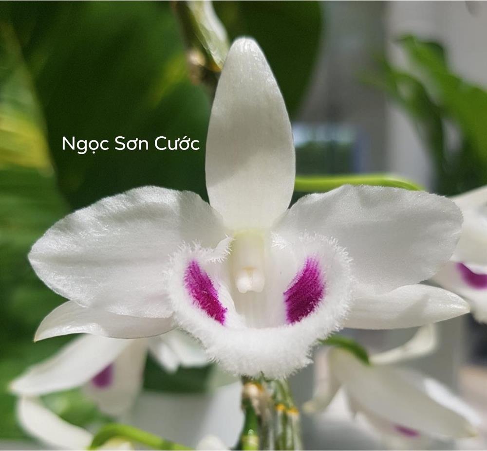 Thương vụ giao dịch lan đột biến Ngọc Sơn Cước 250 tỷ ở Quảng Ninh: Hợp đồng là có thật 2 Thương vụ giao dịch lan đột biến Ngọc Sơn Cước 250 tỷ ở Quảng Ninh: Hợp đồng là có thật 2