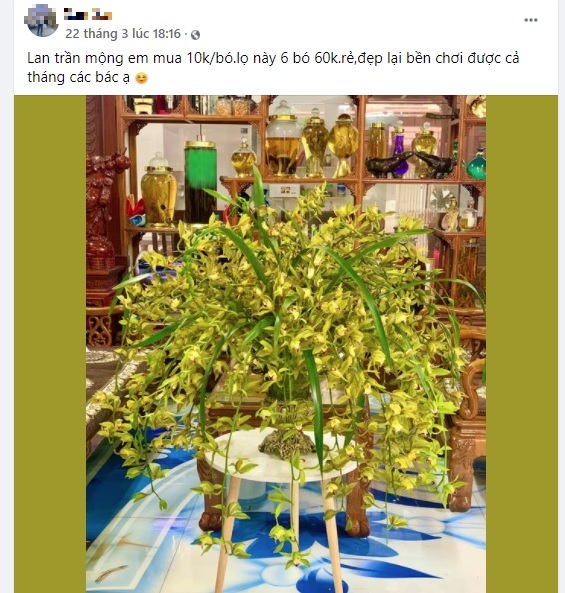Sự thật về loại hoa xuất hiện trong giấc mộng vua Trần đang được rao bán với mức giá rẻ như cho 2 Sự thật về loại hoa xuất hiện trong giấc mộng vua Trần đang được rao bán với mức giá rẻ như cho 2