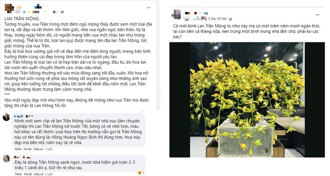 Sự thật về loại hoa xuất hiện trong giấc mộng vua Trần đang được rao bán với mức giá rẻ như cho 1 Sự thật về loại hoa xuất hiện trong giấc mộng vua Trần đang được rao bán với mức giá rẻ như cho 1