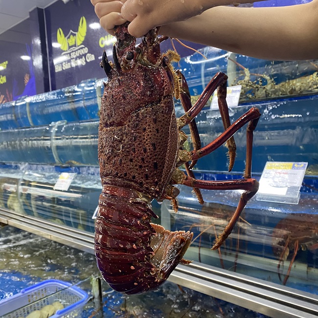 Tôm hùm đỏ ngon nhất thế giới đổ bộ Việt Nam với giá rẻ chưa từng có 3 Tôm hùm đỏ ngon nhất thế giới đổ bộ Việt Nam với giá rẻ chưa từng có 3