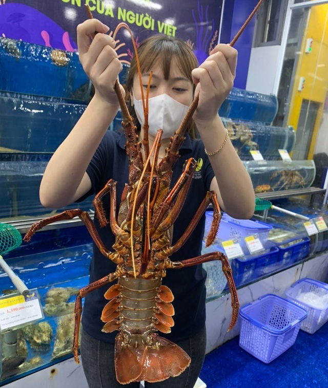 Tôm hùm đỏ ngon nhất thế giới đổ bộ Việt Nam với giá rẻ chưa từng có 2 Tôm hùm đỏ ngon nhất thế giới đổ bộ Việt Nam với giá rẻ chưa từng có 2