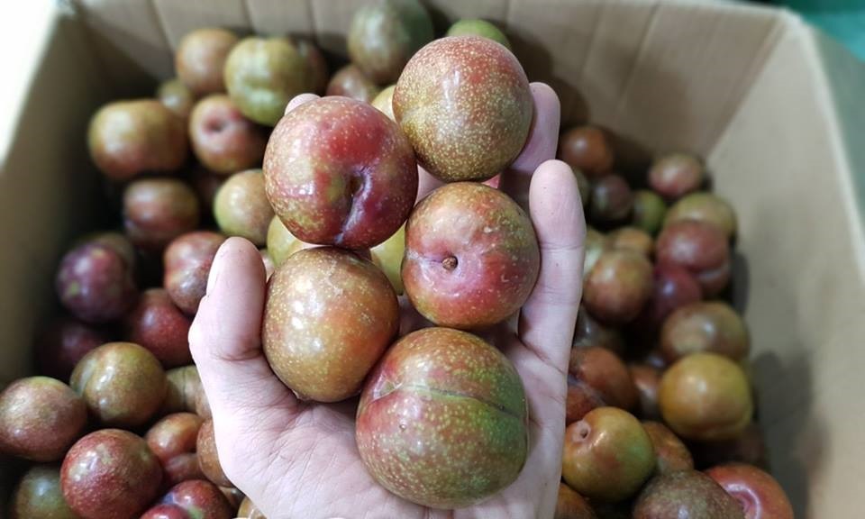 Mận Mộc Châu đầu mùa rớt giá còn 150.000 đồng/kg nhưng vẫn ế khách 3 Mận Mộc Châu đầu mùa rớt giá còn 150.000 đồng/kg nhưng vẫn ế khách 3