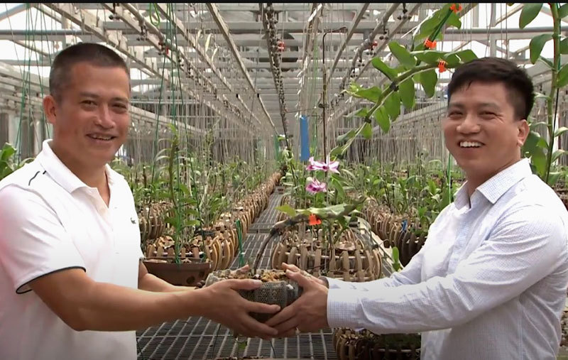 Đại gia Việt Trì đem cây mộc hương di sản từ thời Pháp tiền tỷ đổi lấy 1 kie lan đột biến 5 Đại gia Việt Trì đem cây mộc hương di sản từ thời Pháp tiền tỷ đổi lấy 1 kie lan đột biến 5
