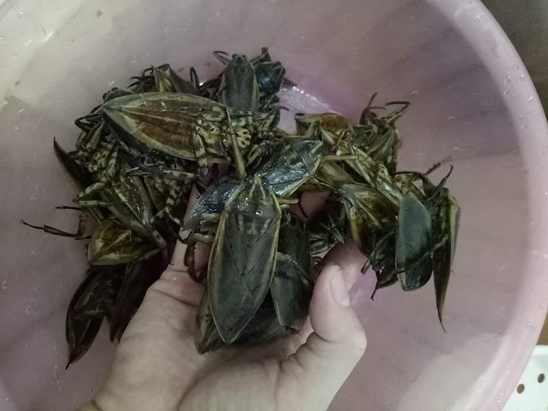 Ra đồng bắt được con vật nhìn như gián, cô gái lớ ngớ vớ ngay thứ đặc sản được nhiều người săn lùng 2 Ra đồng bắt được con vật nhìn như gián, cô gái lớ ngớ vớ ngay thứ đặc sản được nhiều người săn lùng 2