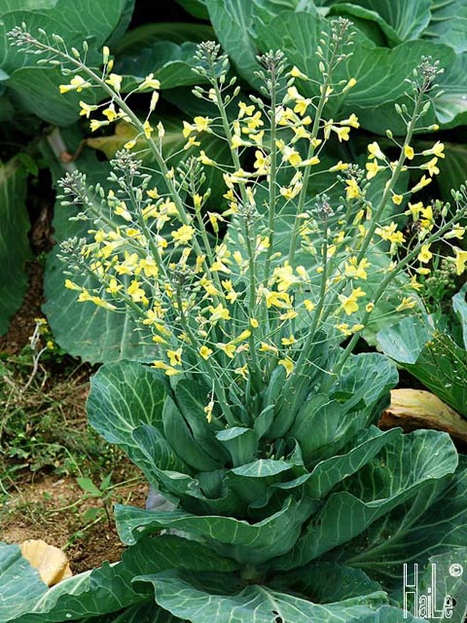 Cô nàng khoe bắp cải 'đột biến' ra hoa, dân tình mạnh dạn chốt giá ngay 2 tỷ 3 Cô nàng khoe bắp cải 'đột biến' ra hoa, dân tình mạnh dạn chốt giá ngay 2 tỷ 3