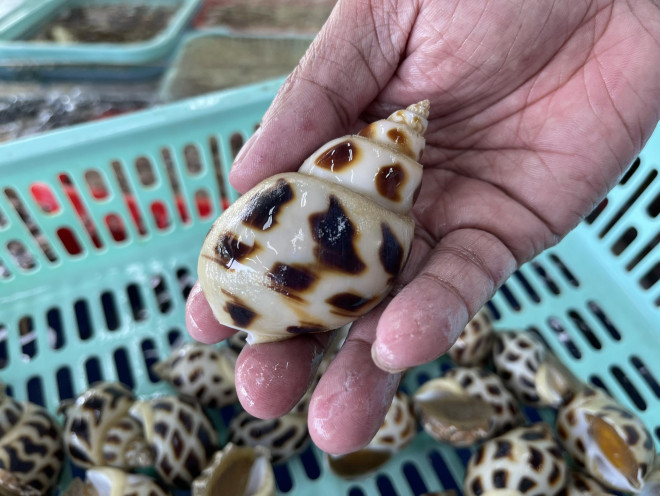Vụ ốc hương 1,8 triệu đồng/kg: Chủ nhà hàng ở Nha Trang bị xử phạt hơn 10 triệu đồng 3 Vụ ốc hương 1,8 triệu đồng/kg: Chủ nhà hàng ở Nha Trang bị xử phạt hơn 10 triệu đồng 3