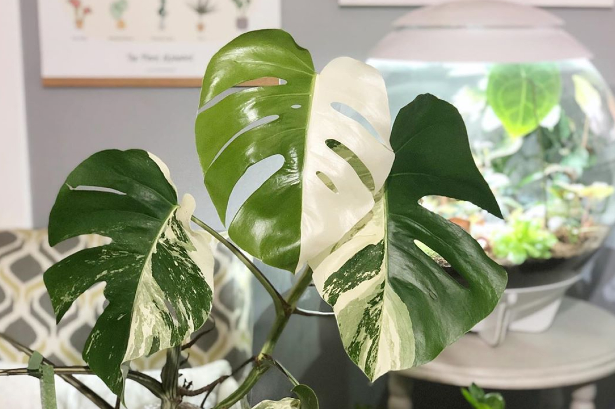 Sau lan đột biến, lá trầu bà đột biến cũng giá từ vài chục triệu đến nửa tỷ đồng 2 Sau lan đột biến, lá trầu bà đột biến cũng giá từ vài chục triệu đến nửa tỷ đồng 2