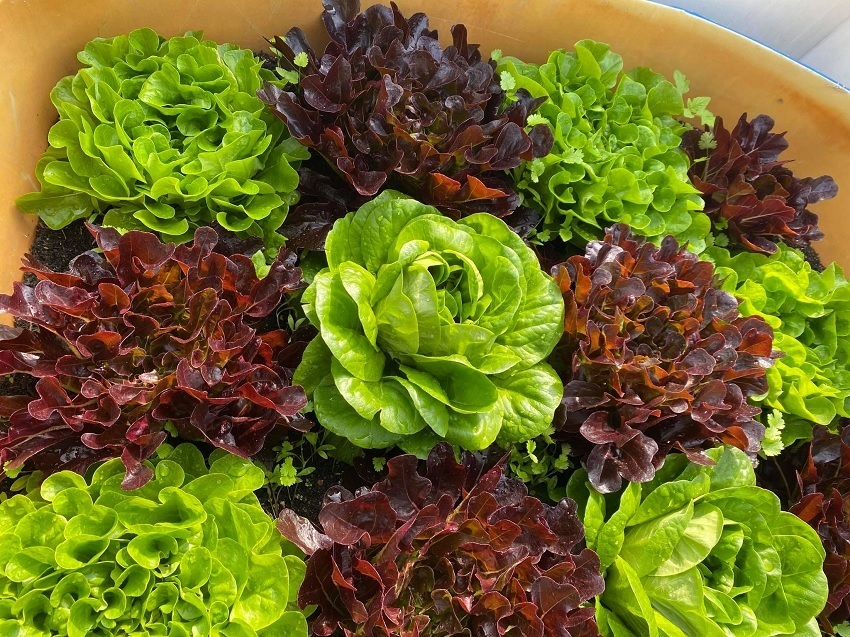 Mẹ đảm Đà Nẵng chia sẻ kinh nghiệm để có vườn rau như siêu thị mini trên sân thượng 4 Mẹ đảm Đà Nẵng chia sẻ kinh nghiệm để có vườn rau như siêu thị mini trên sân thượng 4
