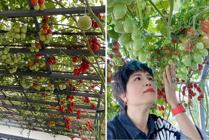 Mẹ đảm Đà Nẵng chia sẻ kinh nghiệm để có vườn rau như siêu thị mini trên sân thượng 1 Mẹ đảm Đà Nẵng chia sẻ kinh nghiệm để có vườn rau như siêu thị mini trên sân thượng 1