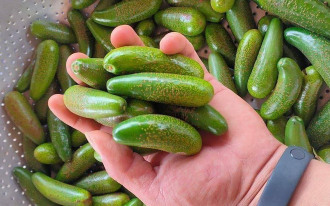 Bơ ngón tay không hạt có giá cao ngất vẫn được chị em lùng mua 5 Bơ ngón tay không hạt có giá cao ngất vẫn được chị em lùng mua 5