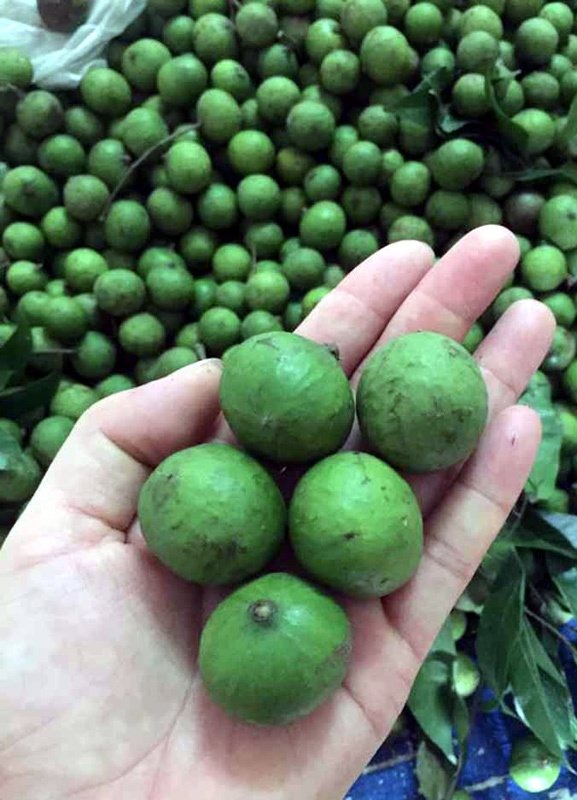 Sấu non đầu mùa rẻ chưa từng có, dân tình kêu gọi giải cứu dưa lưới đại hạ giá 3 Sấu non đầu mùa rẻ chưa từng có, dân tình kêu gọi giải cứu dưa lưới đại hạ giá 3