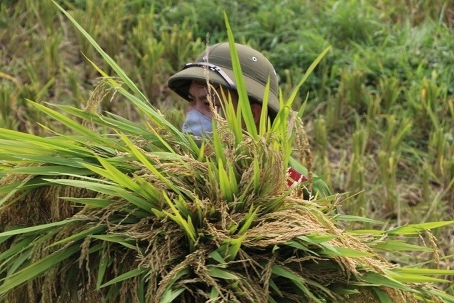 Vĩnh Phúc: Các chiến sĩ công an đồng loạt xuống đồng gặt lúa giúp bà con đang phải cách ly 2 Vĩnh Phúc: Các chiến sĩ công an đồng loạt xuống đồng gặt lúa giúp bà con đang phải cách ly 2