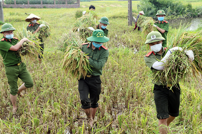 Vĩnh Phúc: Các chiến sĩ công an đồng loạt xuống đồng gặt lúa giúp bà con đang phải cách ly 3 Vĩnh Phúc: Các chiến sĩ công an đồng loạt xuống đồng gặt lúa giúp bà con đang phải cách ly 3